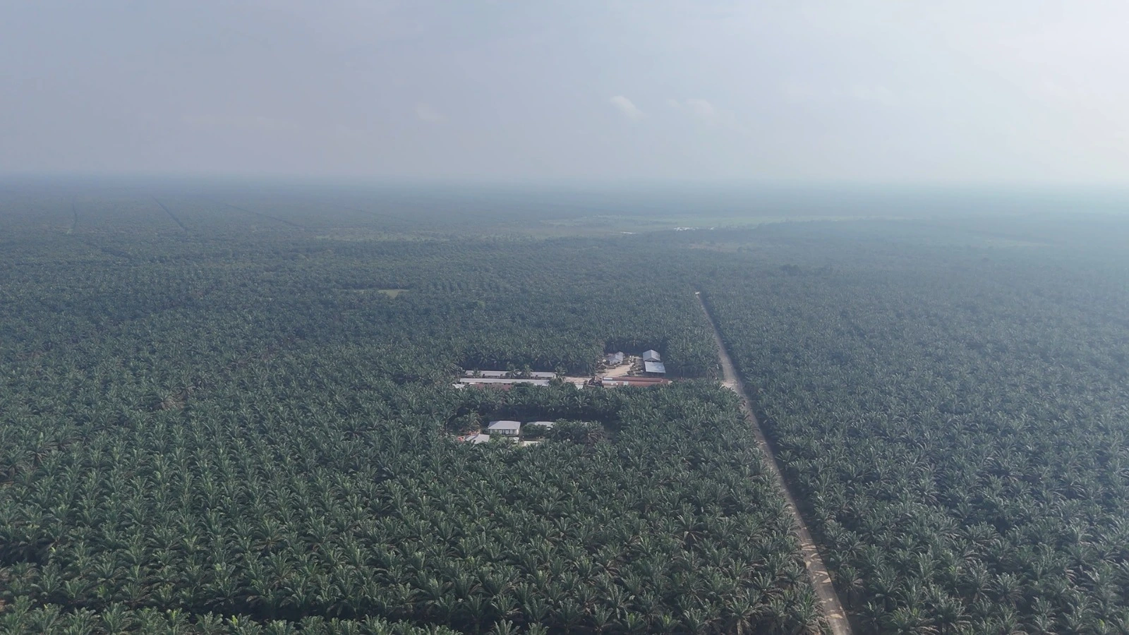 Aktivitas Perkebunan Sawit